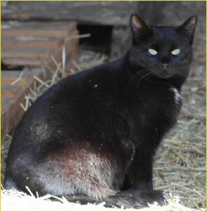 TRR_Kitty.jpg